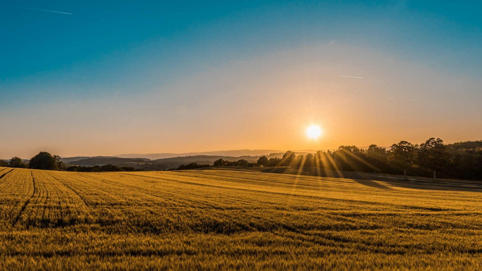 Cultivated green fields under an open sky